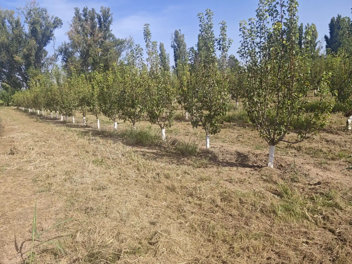 Land for sale in Albatàrrec