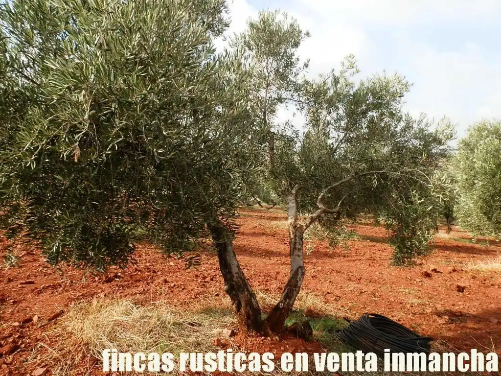 Rural land for sale in Valdepeñas, imagen 5