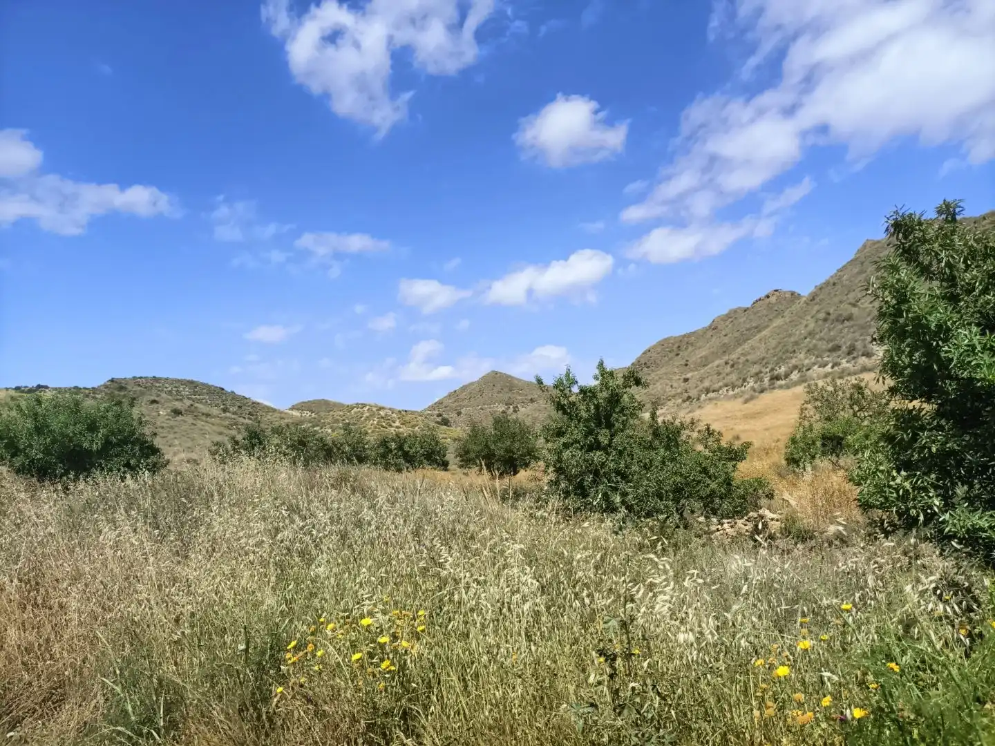 Land for sale in Lorca