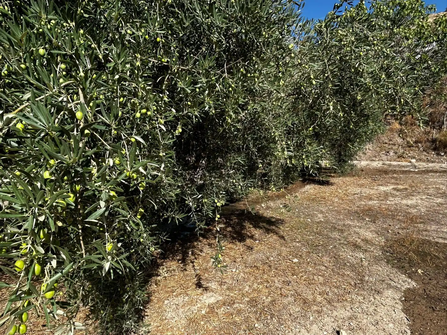 Terreni e lotti in vendita a Calicasas, imagen 23