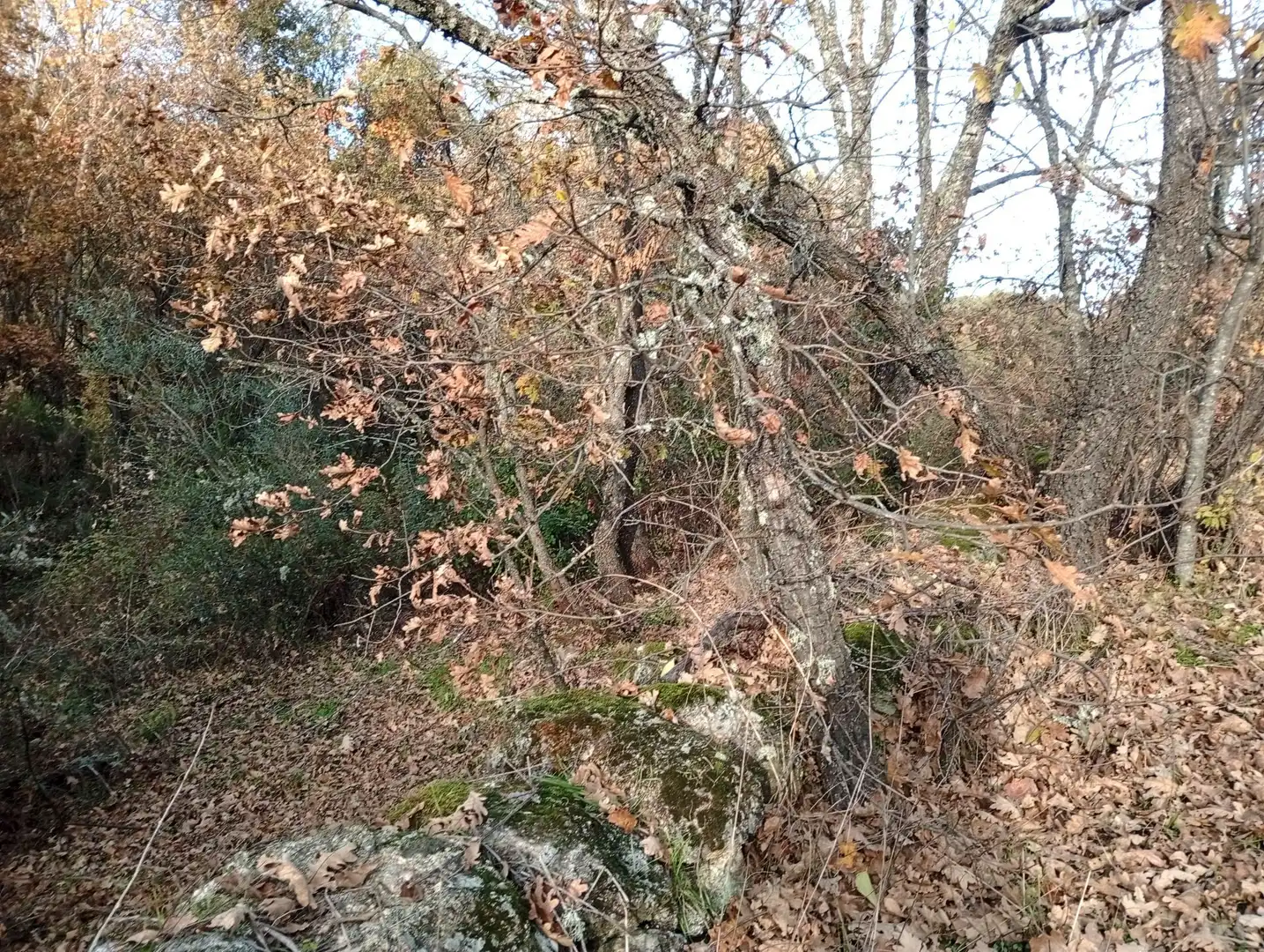 Terreni e lotti in vendita a Viandar de la Vera, imagen 4