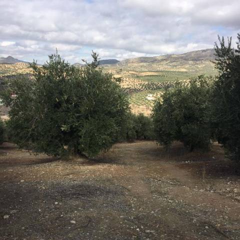 Terreno en Venta en Priego de Córdoba
