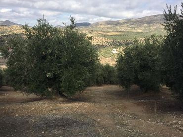 Terreno rustico in vendita a Priego de Córdoba