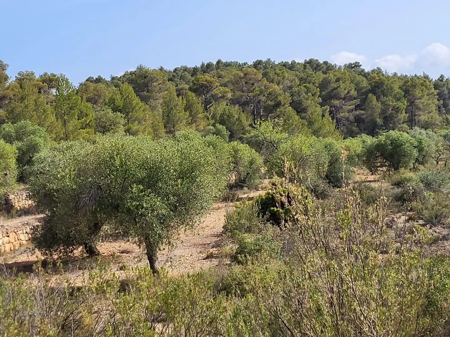 Terreno rustico in vendita a Calle GARRIGUES, imagen 9