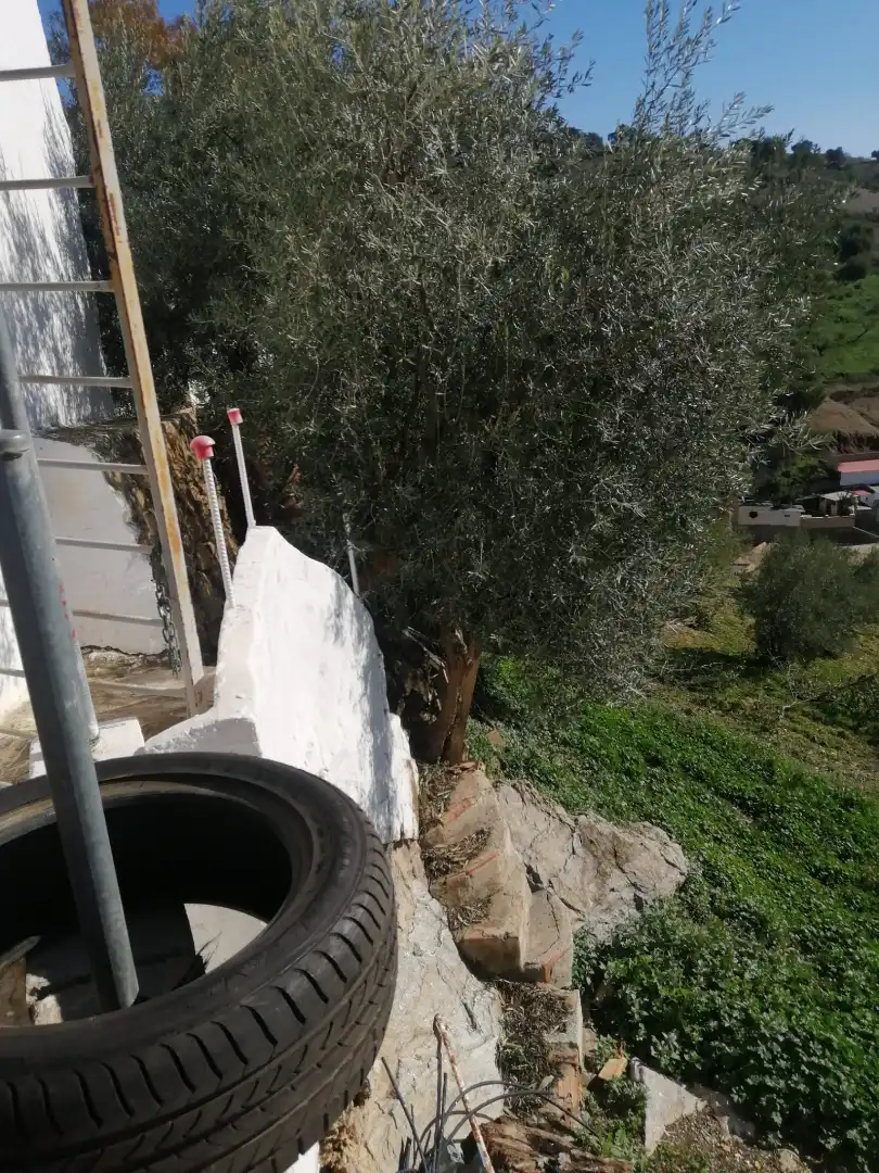 Jardí de Casa o xalet en venda en Cártama amb Jardí privat, Terrassa i Piscina