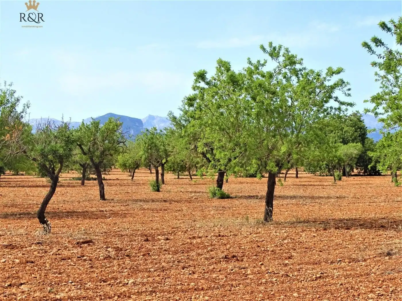 Garden of Land for sale in Binissalem