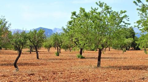 Photo 4 of Land for sale in Binissalem, Illes Balears