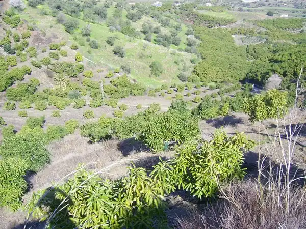 Terrain rustique à vendre à Vélez-Málaga ciudad, imagen 7