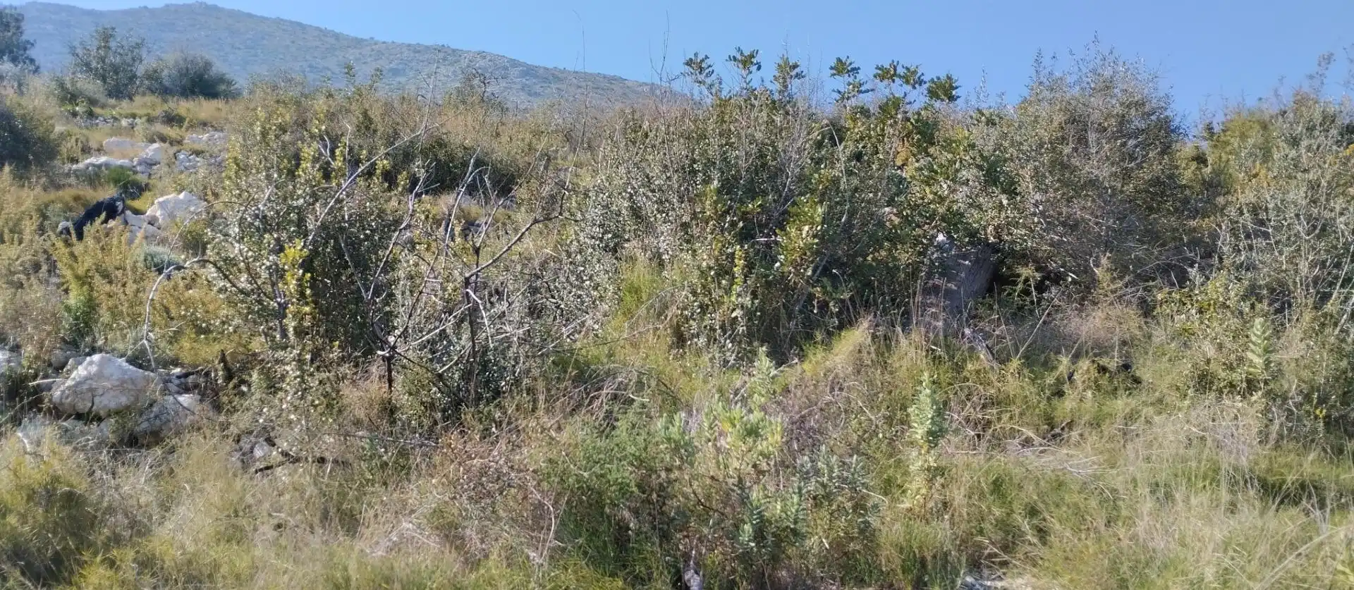 Rural land for sale in Pego, imagen 3