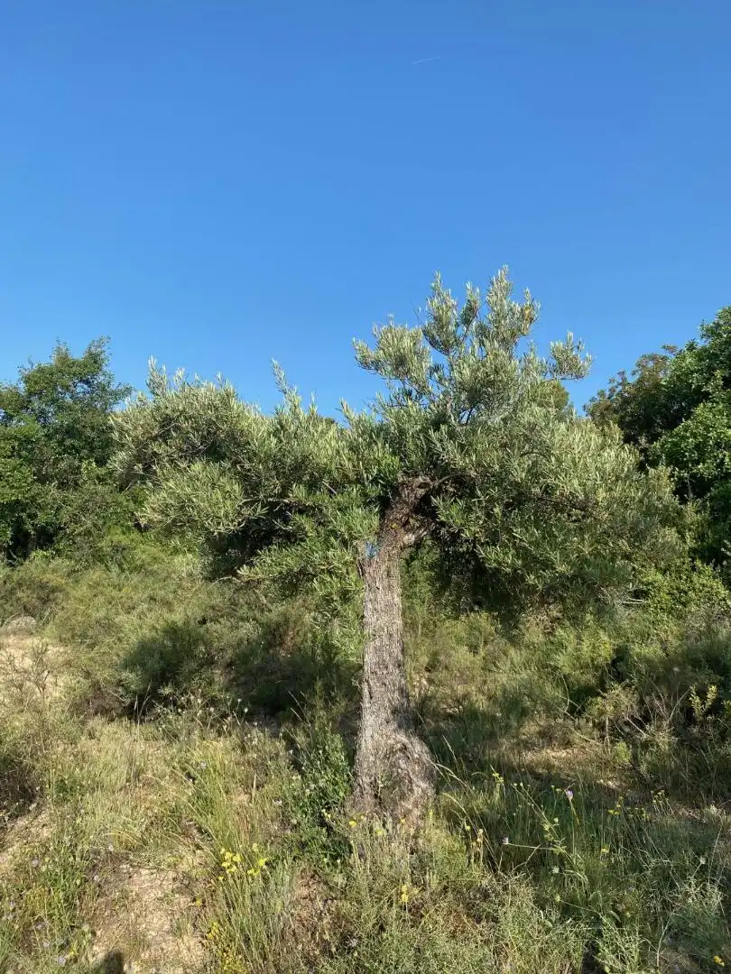 Grundstücke zur Miete in Loranca de Tajuña