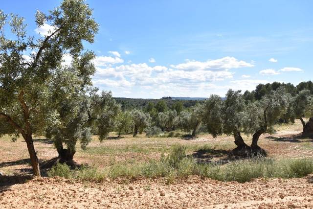 Finca rústica en Venta en Torre del Compte