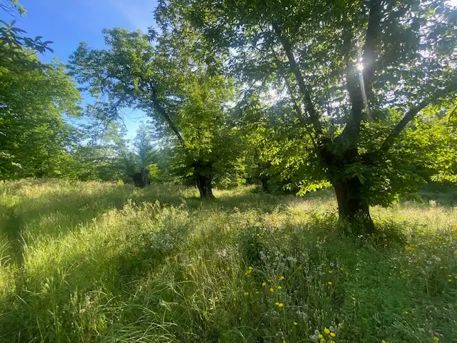 Terreni e lotti in vendita a Fuenteheridos, imagen 4
