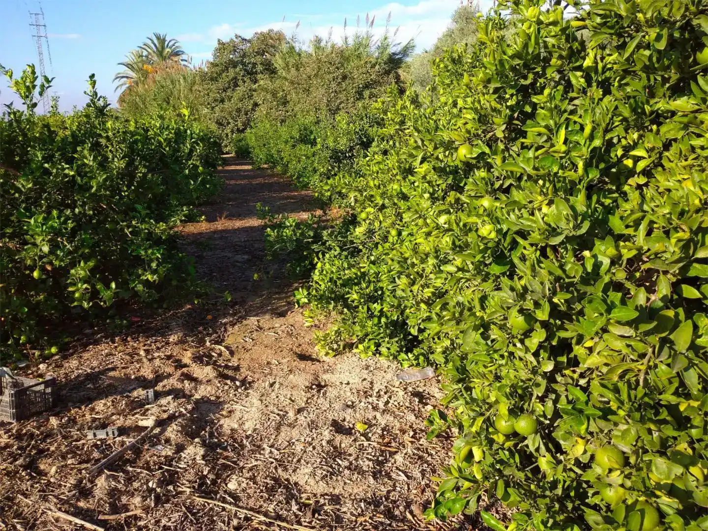 Land for sale in Benejúzar