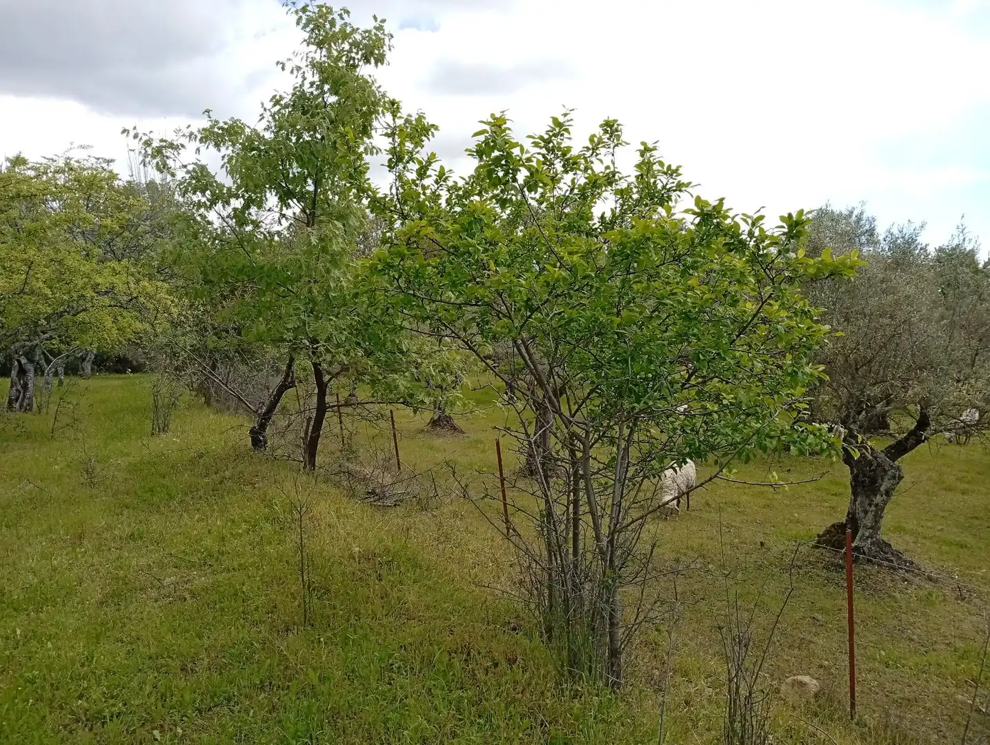 Terreni e lotti in vendita a Villanueva de la Vera, imagen 73