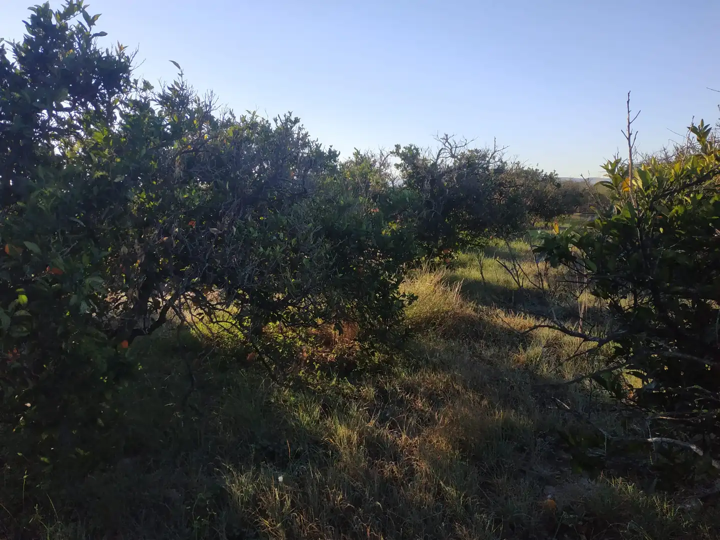 Land for sale in Polígono Número 18, 4, Albalat de la Ribera
