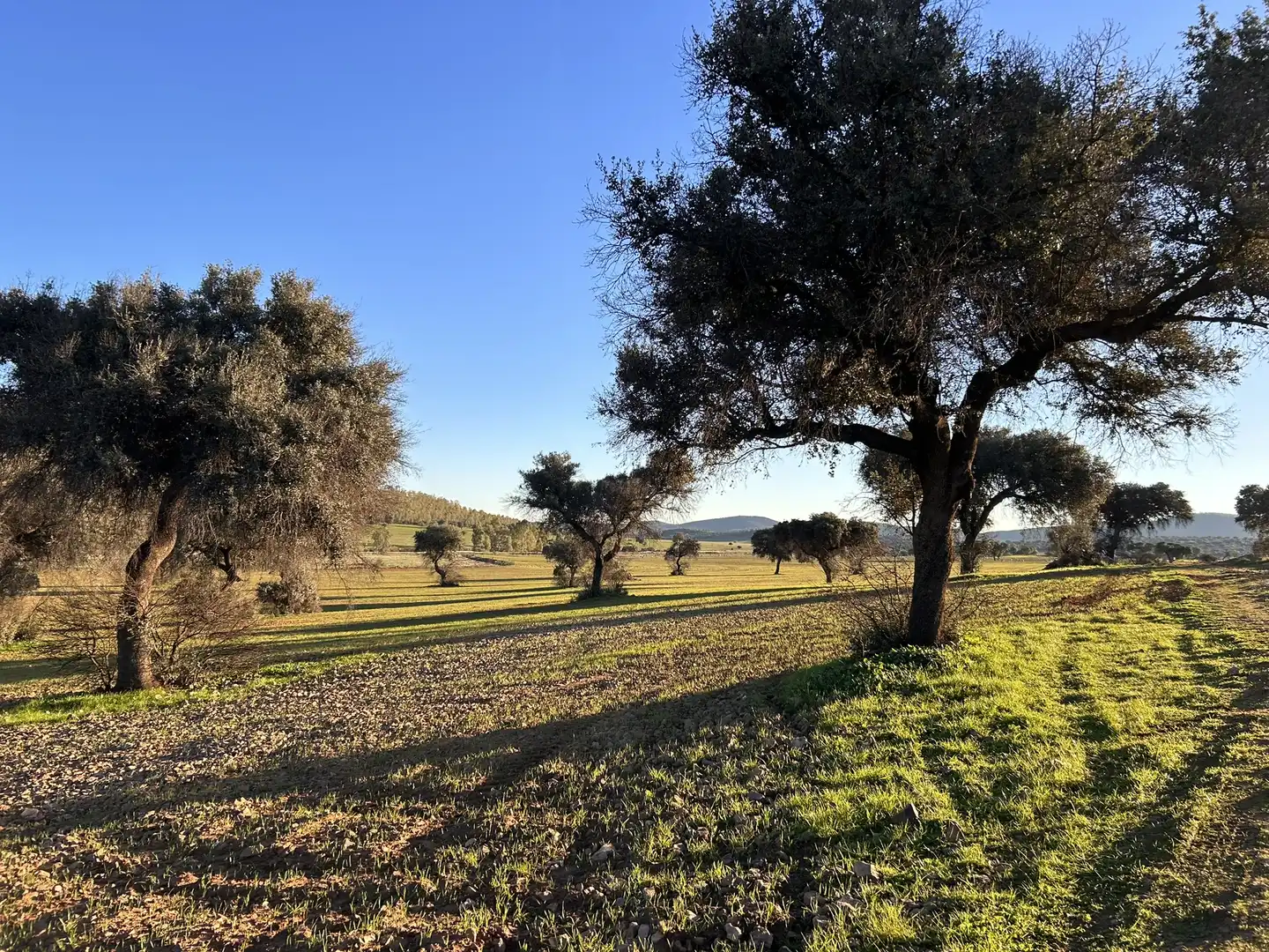 Terreny rústic en venda a Peraleda del Zaucejo, imagen 11