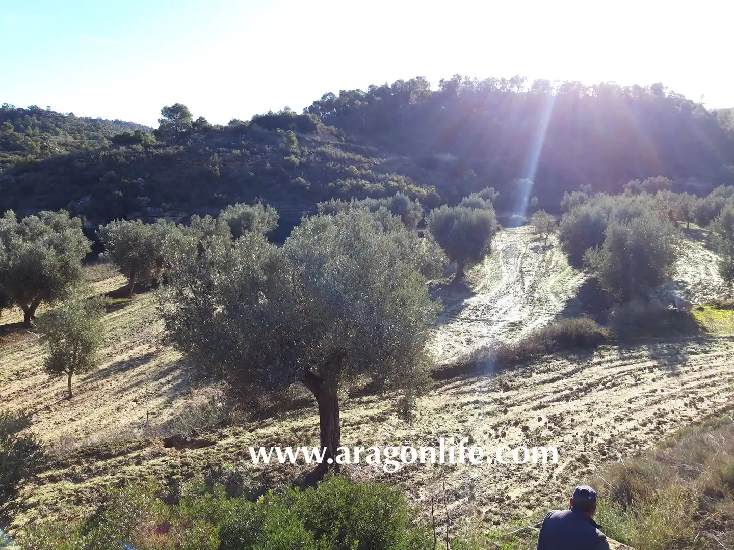 Terreni e lotti in vendita a Maella