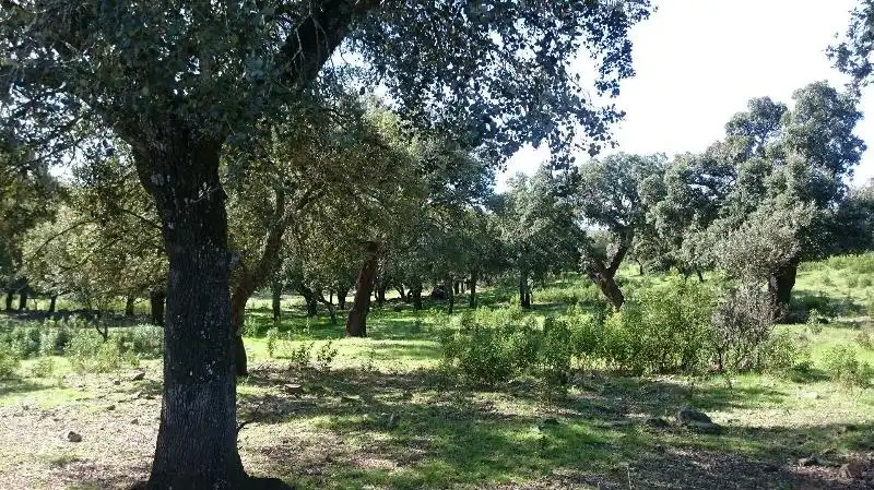 Land for sale in Salorino
