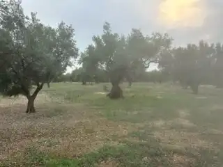 Terreny rústic en venda a San Rafael del Río, imagen 8