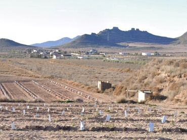 Terreno rustico in vendita a Diseminado Alqueria 23
