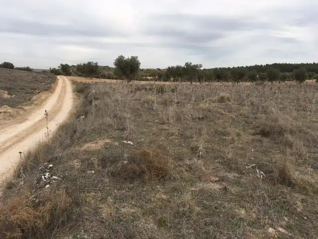 Terreny rústic en venda a El Carpio de Tajo, imagen 2