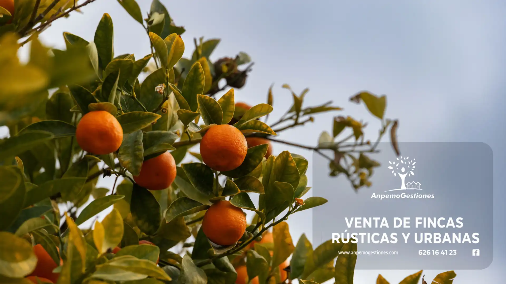 Terreny rústic en venda a Lora del Río