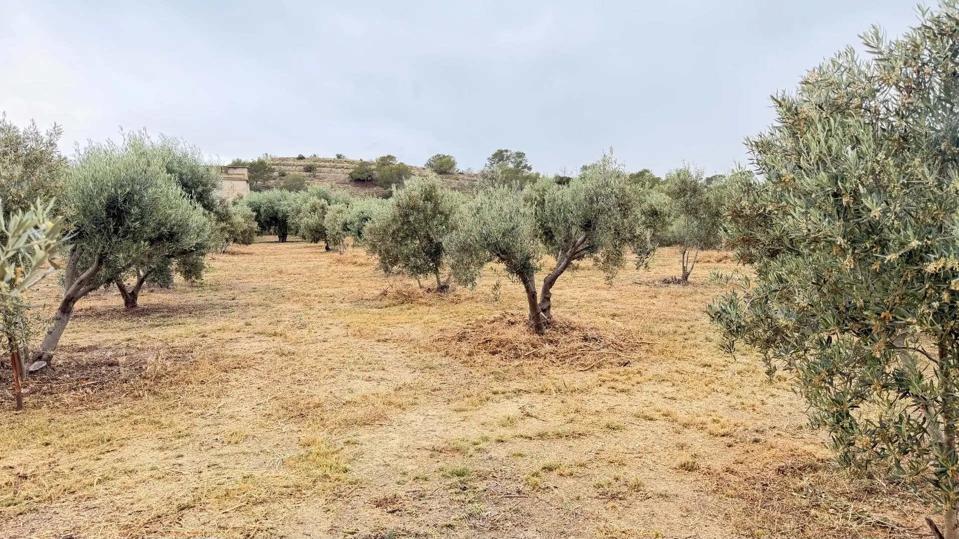 Houses for sale in Elche / Elx  with Heating, Private garden and Storage room