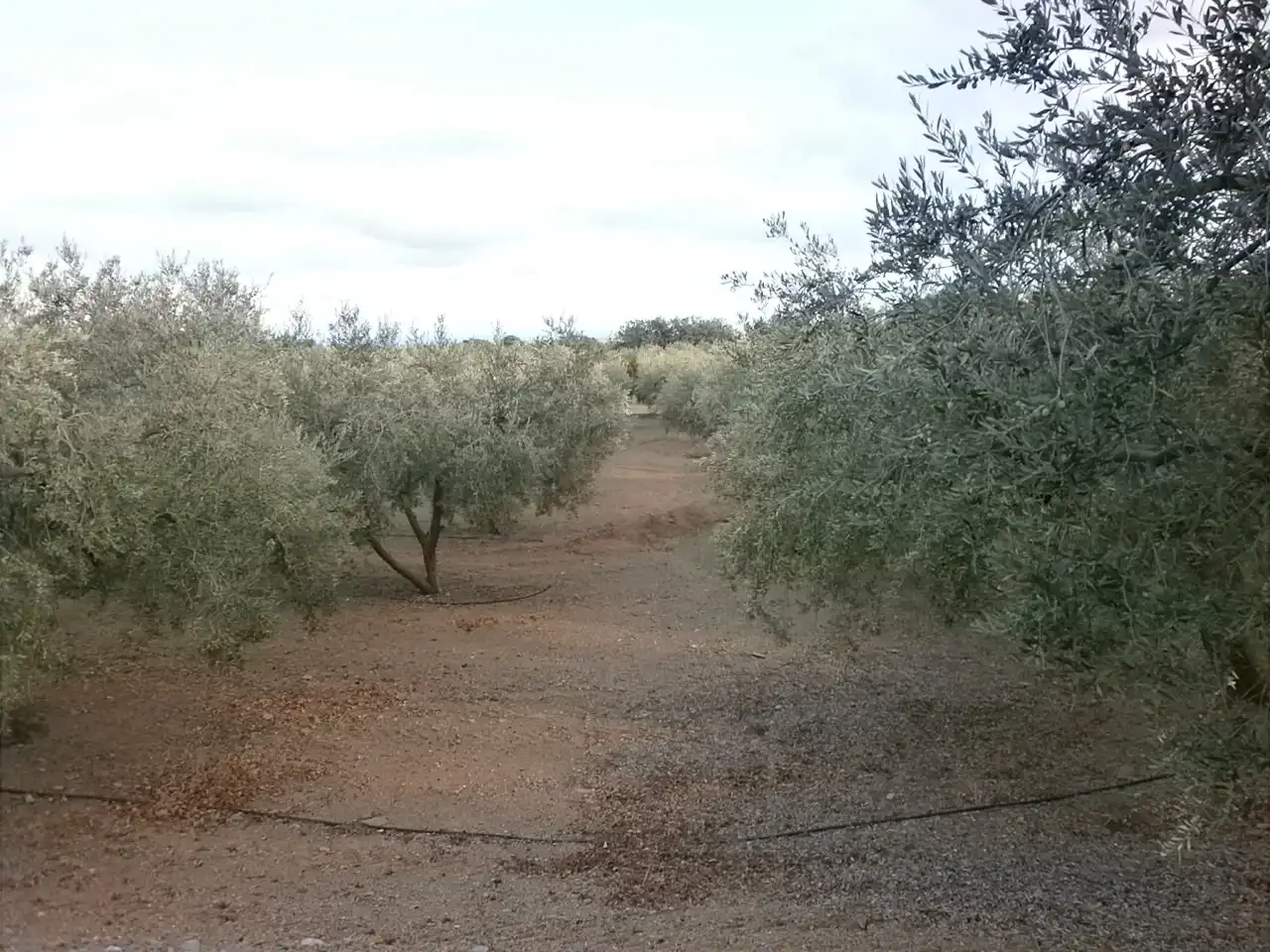 Rural land for sale in Carrer Pont del Cinto, imagen 21