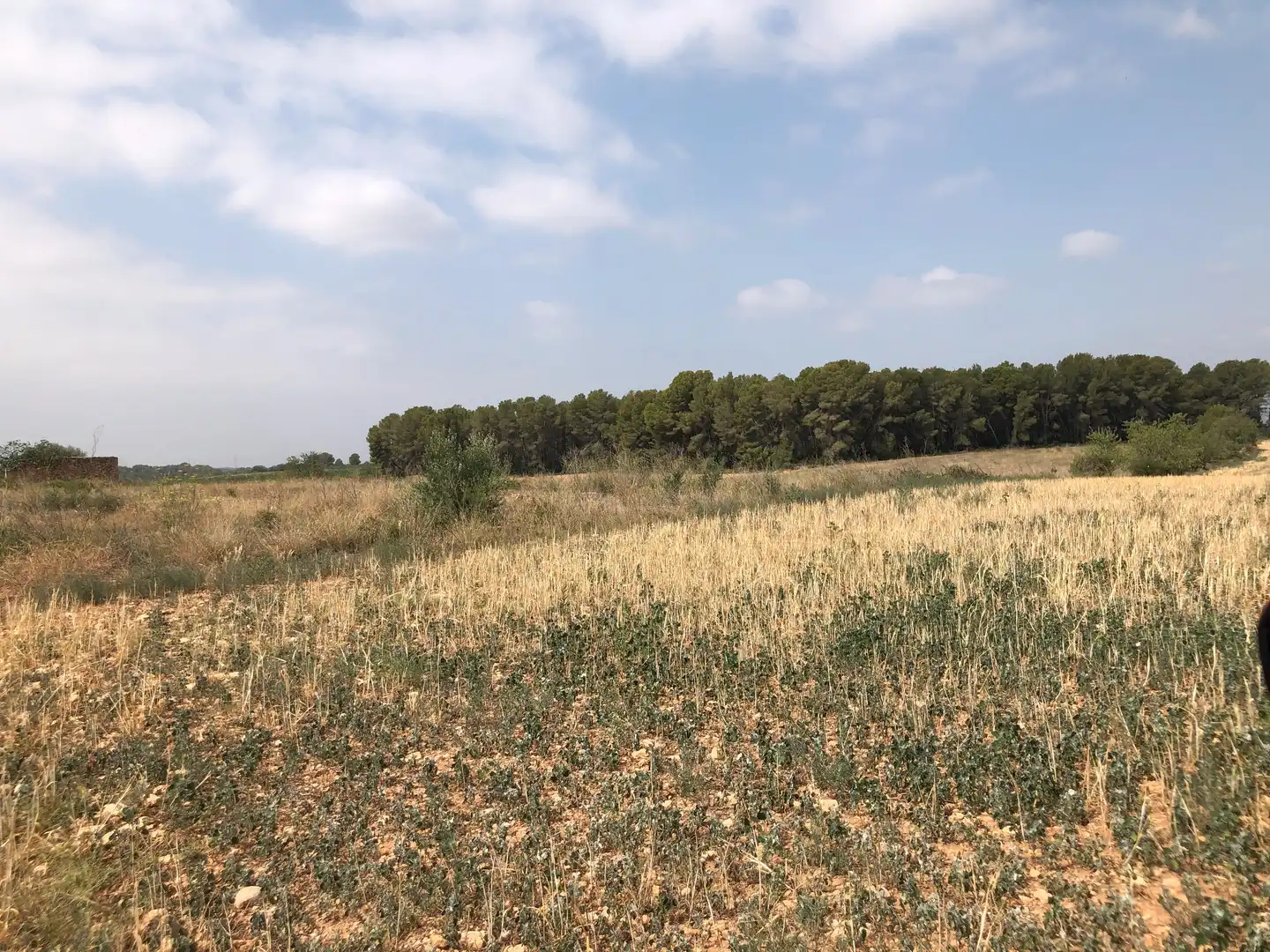 Terreno rústico en venta en Vila-rodona, imagen 15