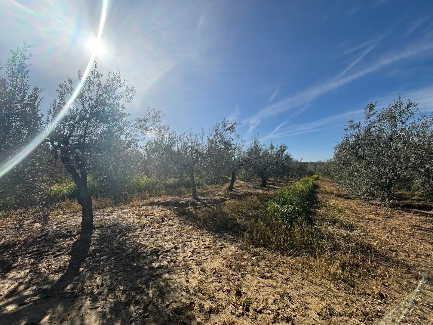 Land for sale in Sanlúcar la Mayor