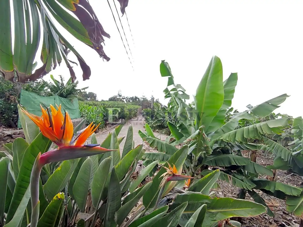 Country house zum Verkauf in Los Realejos mit Privatgarten und Terrasse