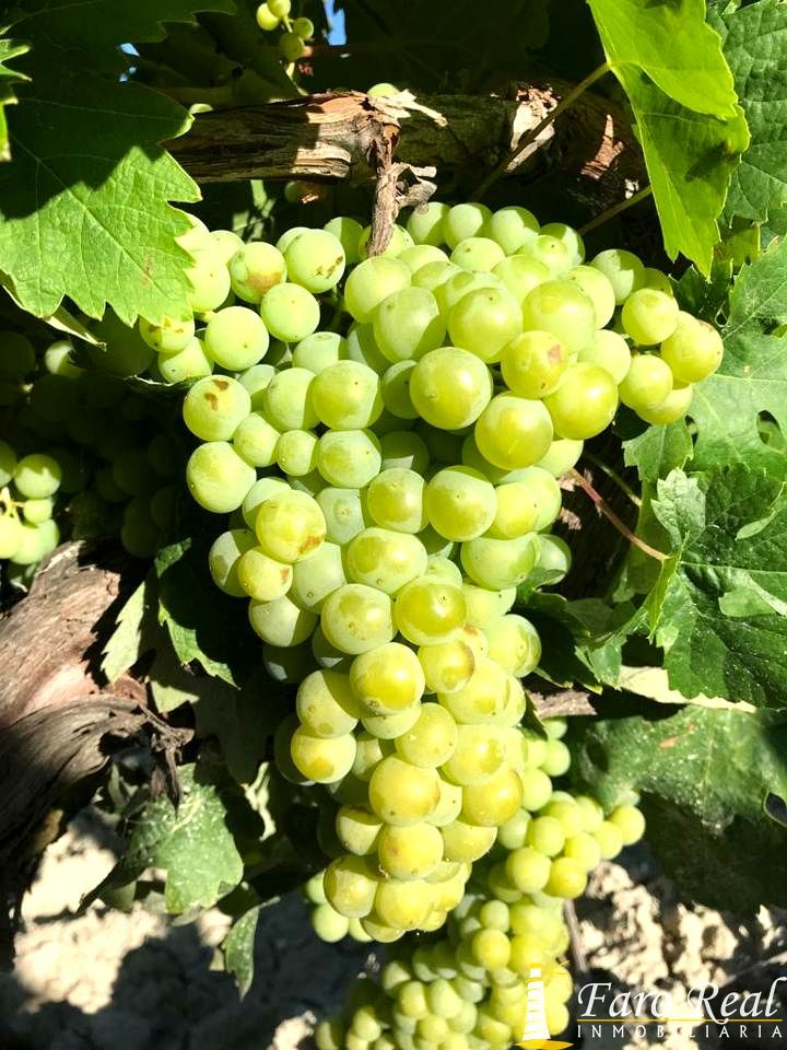 Vista exterior de Finca rústica en venta en Jerez de la Frontera con Terraza