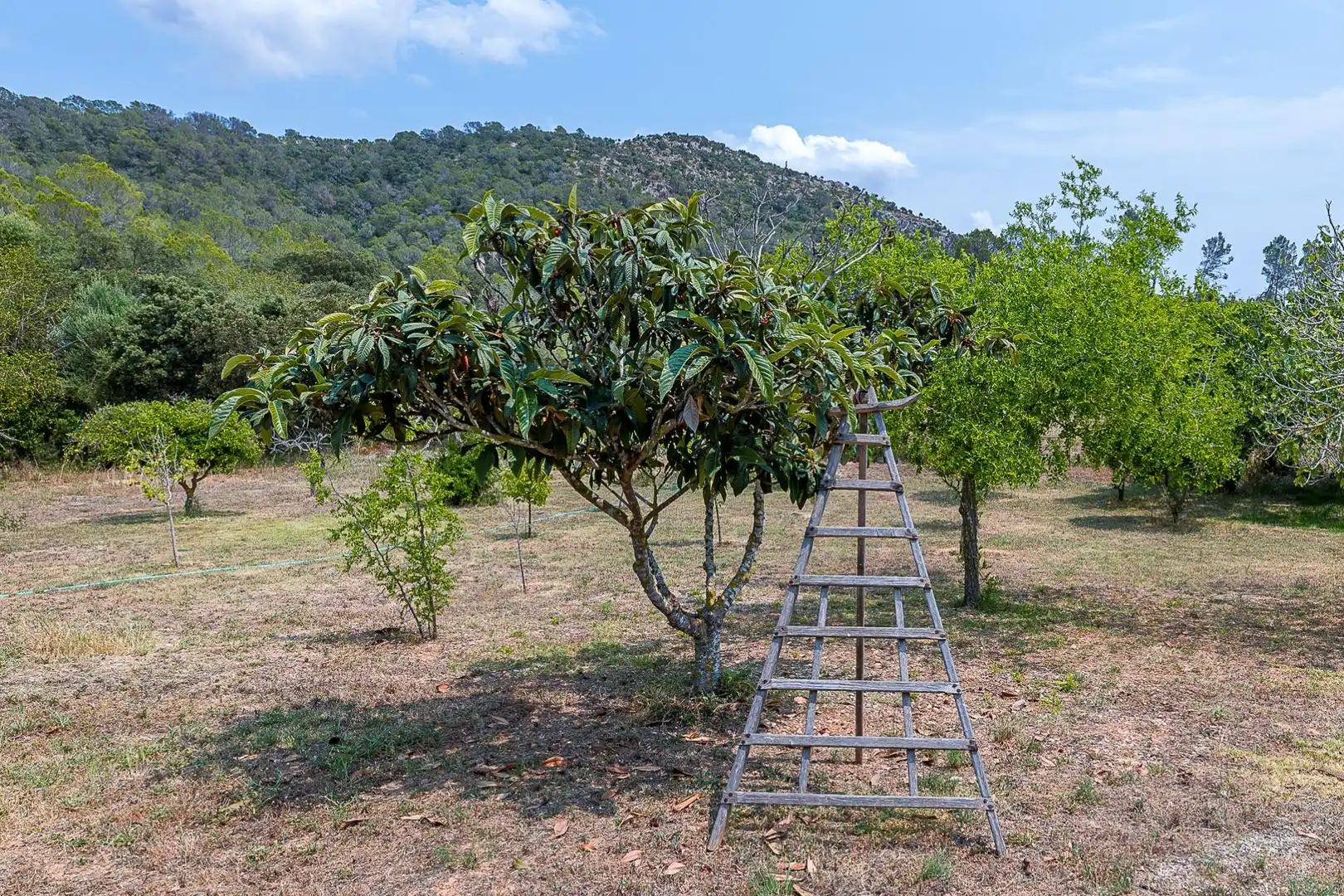 Jardín de Casa o chalet en venta en Inca con Aire acondicionado, Jardín privado y Terraza