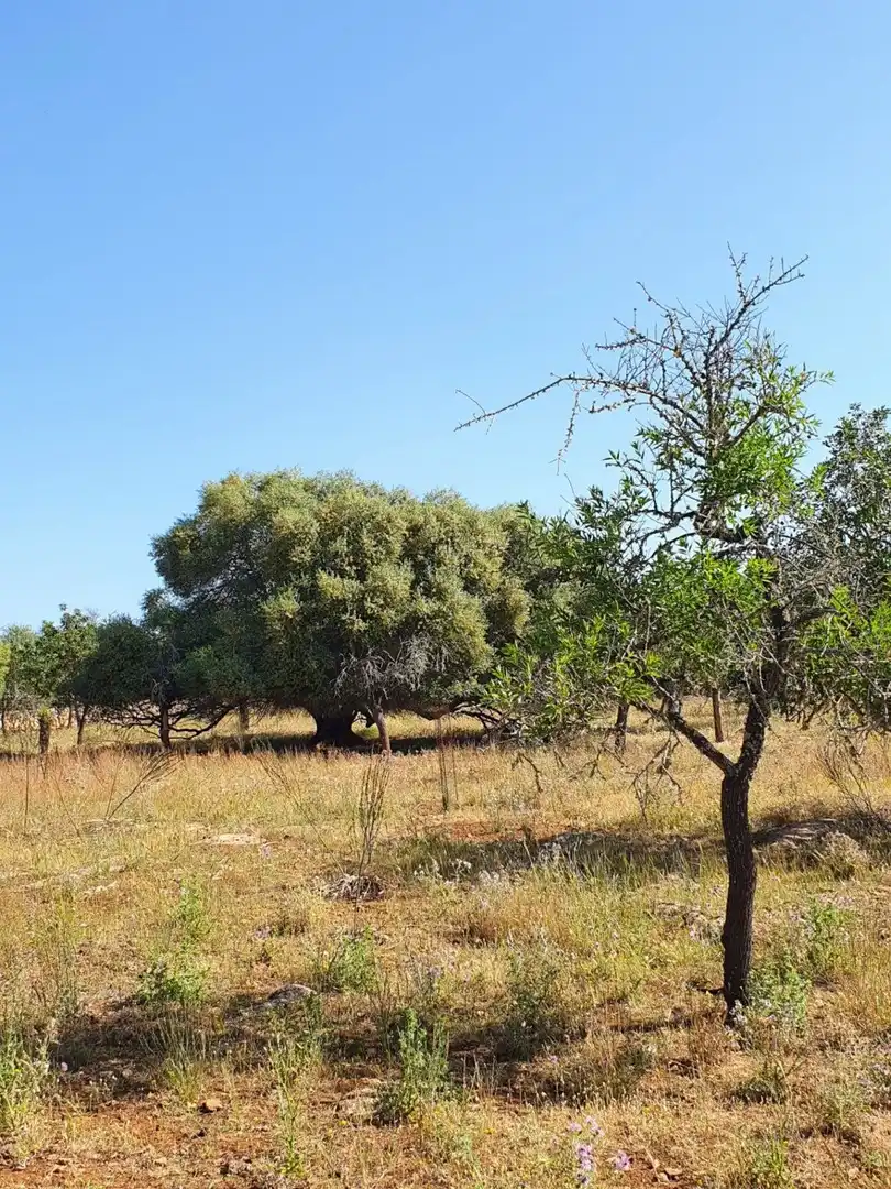 Finca rústica en venda en Santa Margalida