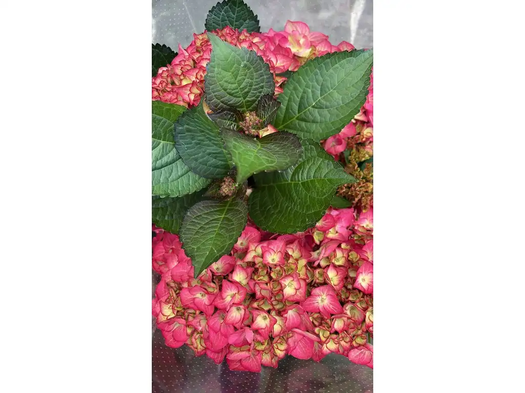Jardín de Piso en venta en Inca