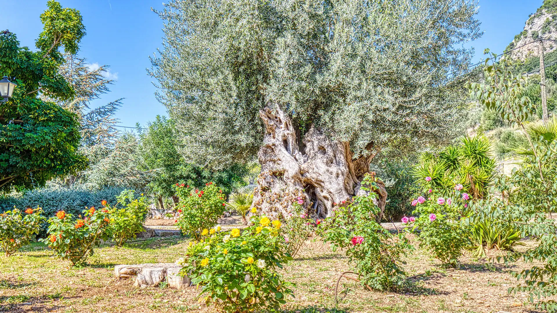 Jardí de Finca rústica en venda en Esporles amb Calefacció, Terrassa i Traster