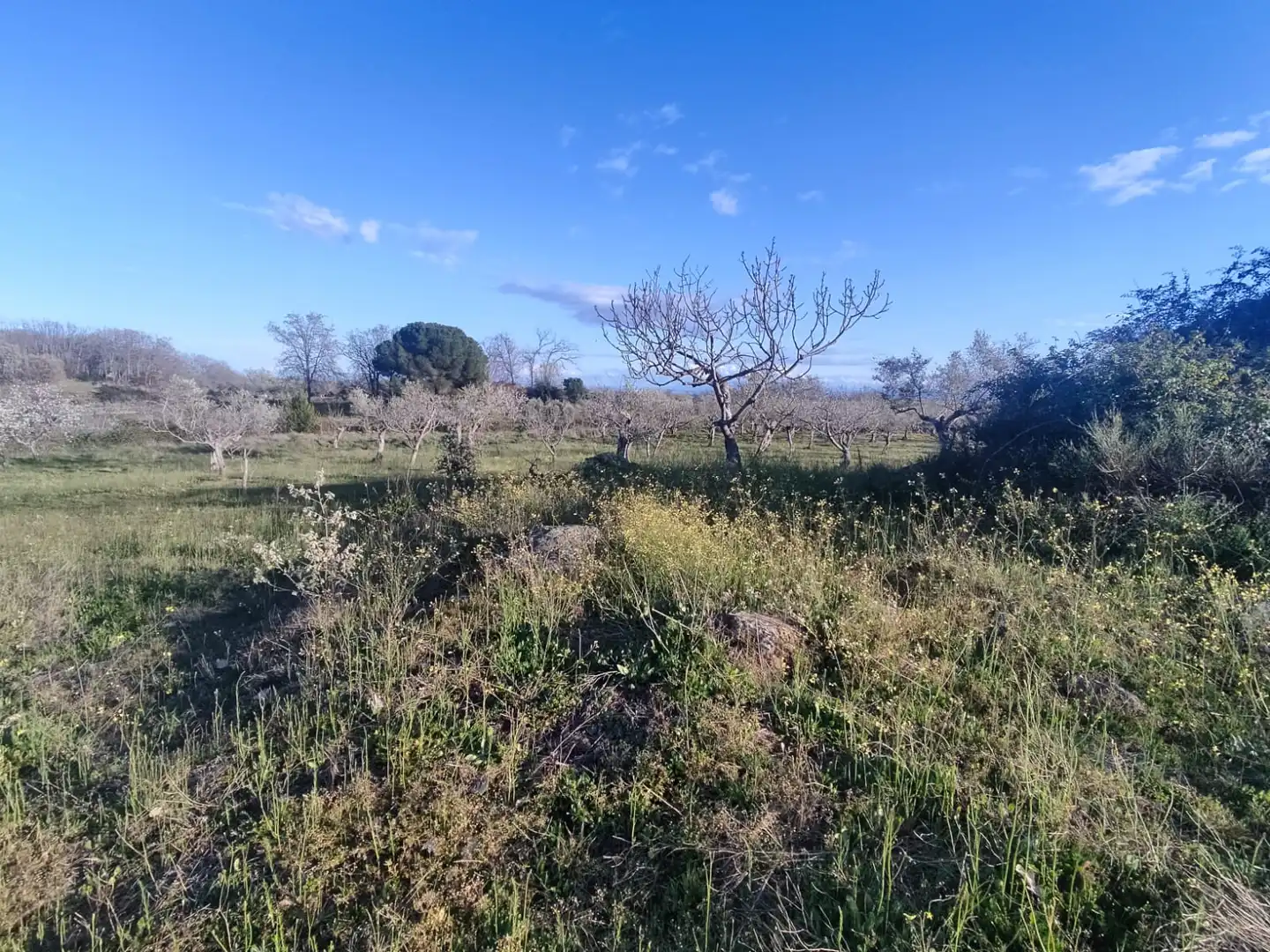 Terreni e lotti in vendita a Navalmoral de la Mata, imagen 11