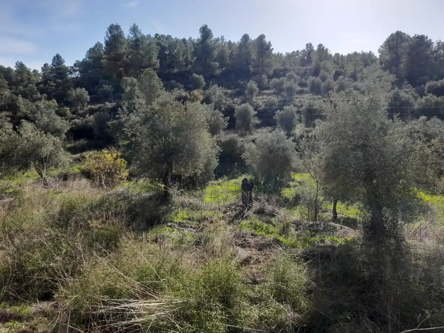Land for sale in La Palma d'Ebre