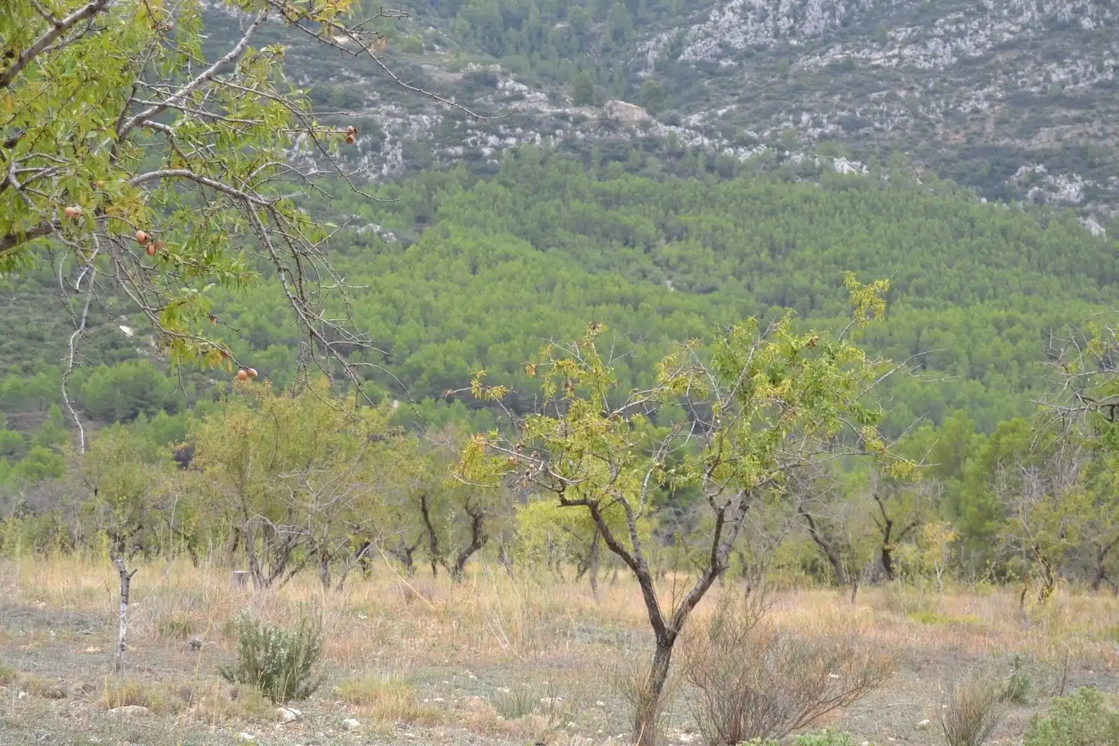 Finca rústica en venda en Sella