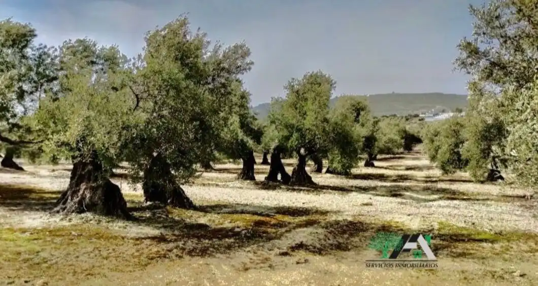 Terrenos y solares en venta en Úbeda, imagen 8
