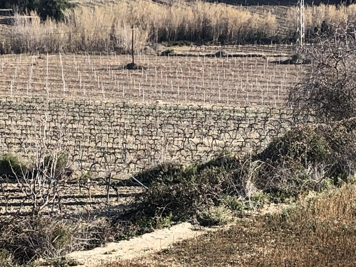 Finca rústica en venta en Castellví de la Marca