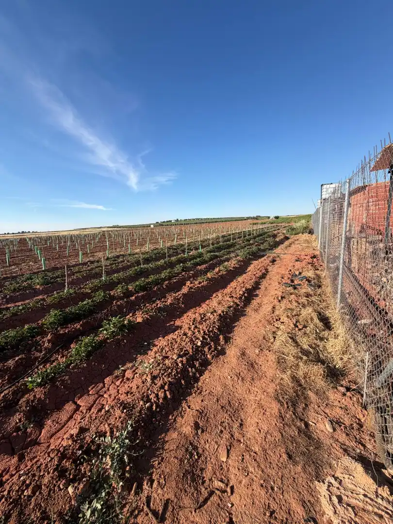 Terreno rustico in vendita a Membrilla, imagen 17