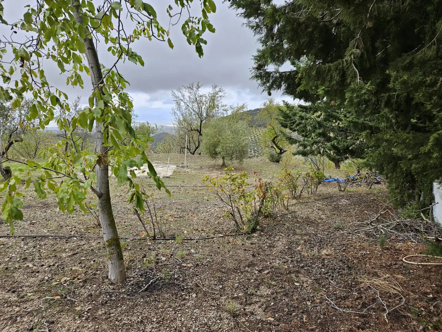 Finca rústica en venta en Torres con Jardín privado