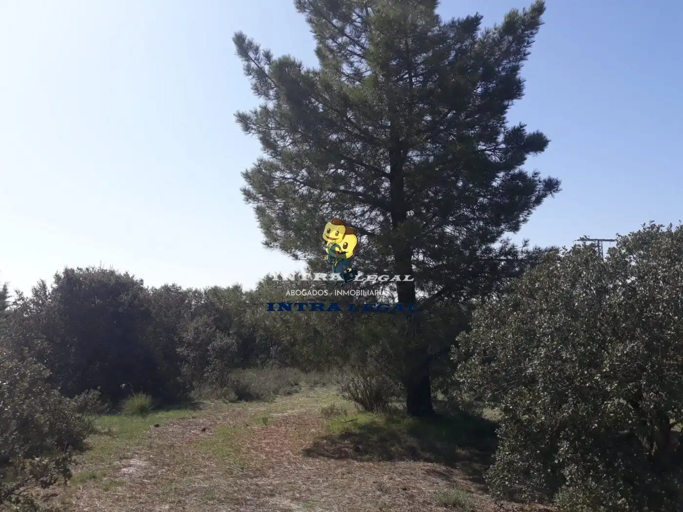 Terreno en venta en Buenavista