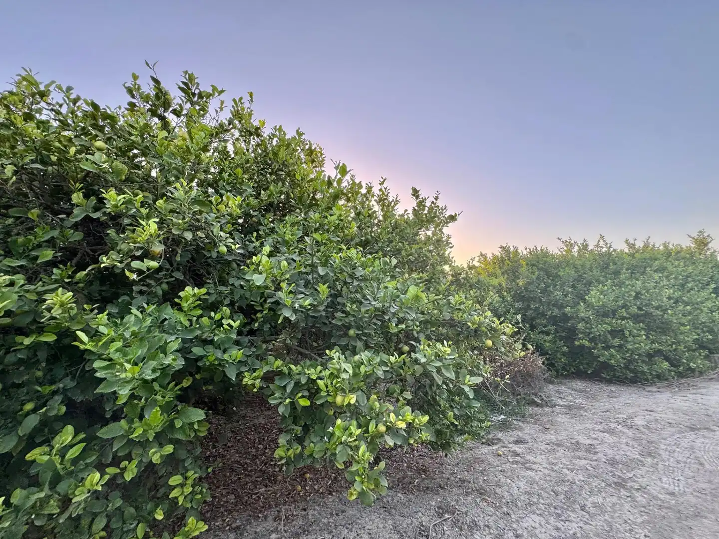 Land for sale in Orihuela