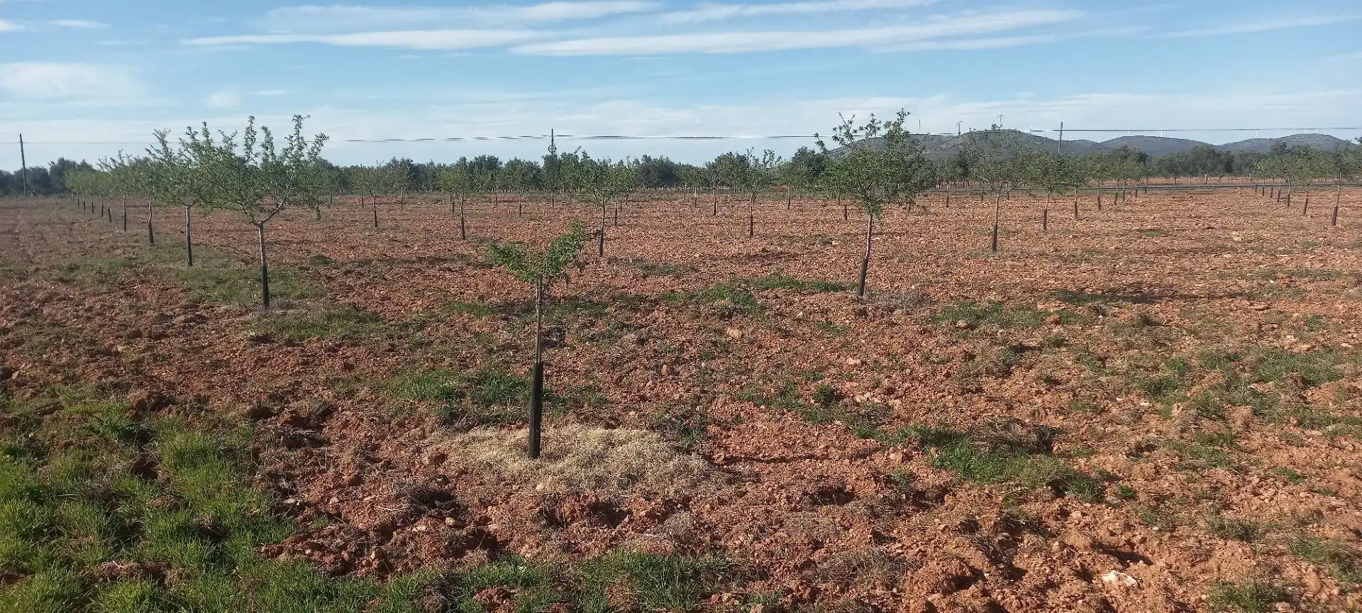 Rural land for sale in Valdepeñas, imagen 2