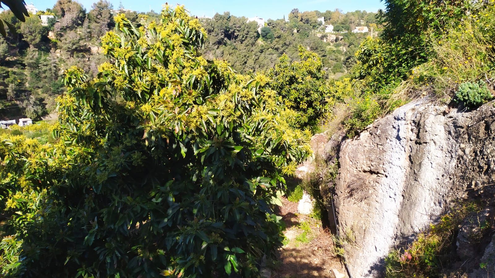 Land for sale in Frigiliana