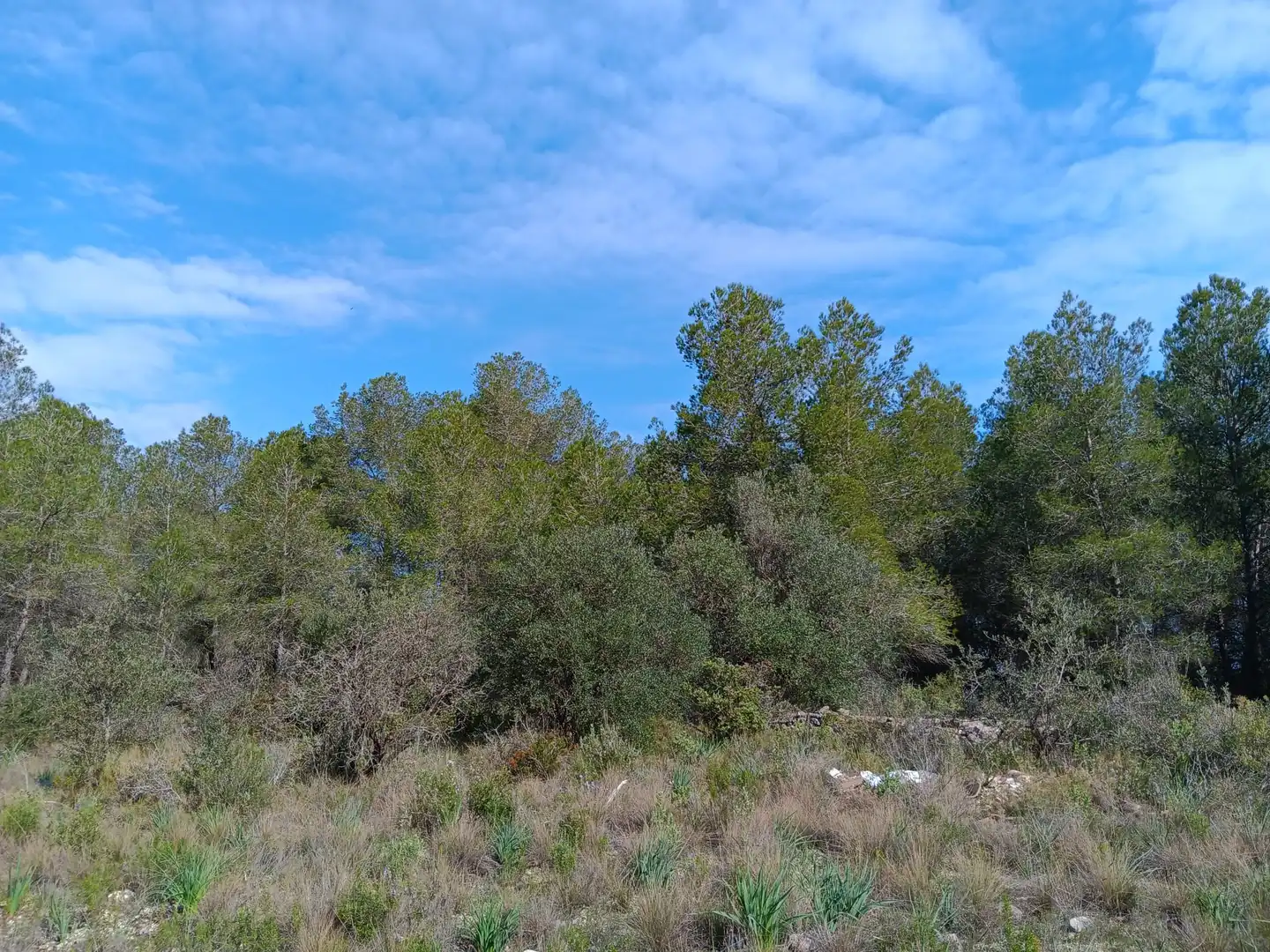 Lands and plots for sale in Ginestar, imagen 17