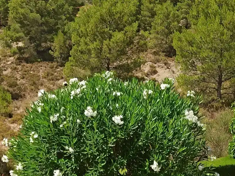 Jardí de Casa o xalet en venda en Caravaca de la Cruz amb Aire condicionat, Piscina i Balcó