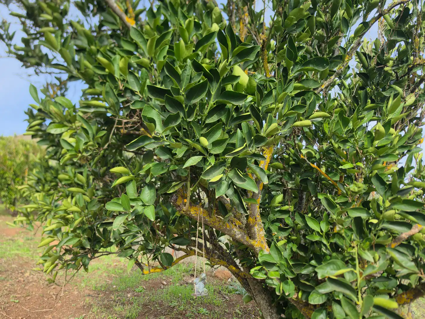 Jardín de Finca rústica en venta en El Palmar